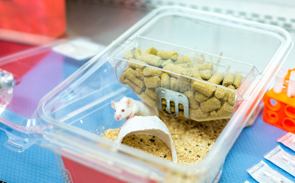 animal-husbandry-services-at-mispro-excellence