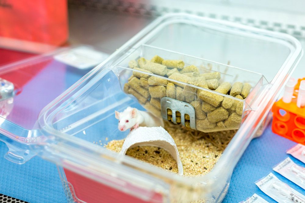 animal-husbandry-services-at-mispro-excellence