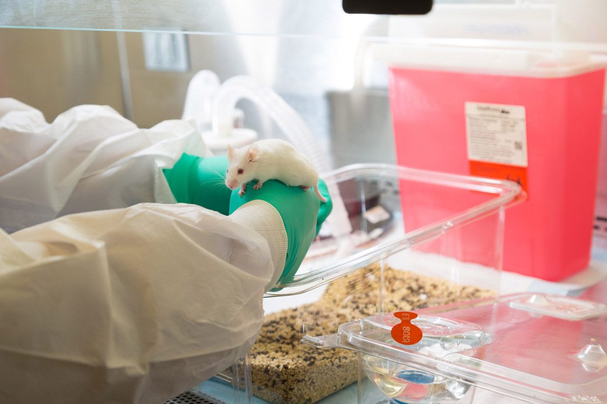 iacuc-vivarium-lab