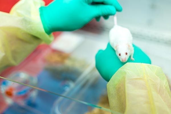 mispro-expands-technical-services-in-vivarium-network