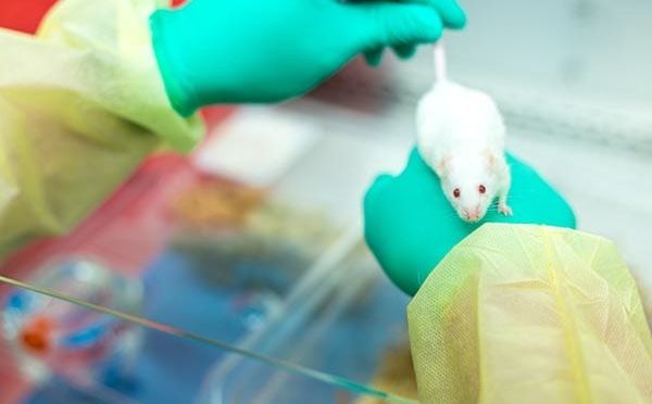 mispro-expands-technical-services-in-vivarium-network