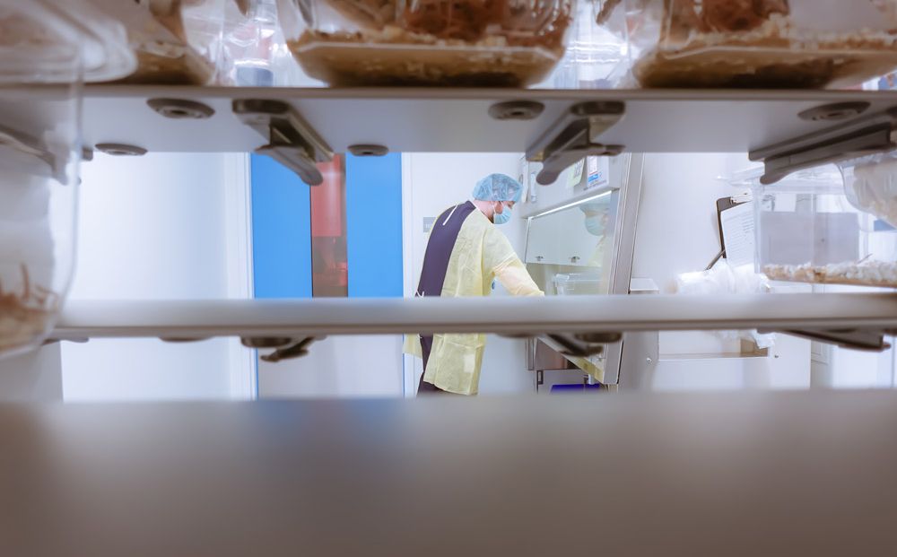 preclinical-rodent-studies