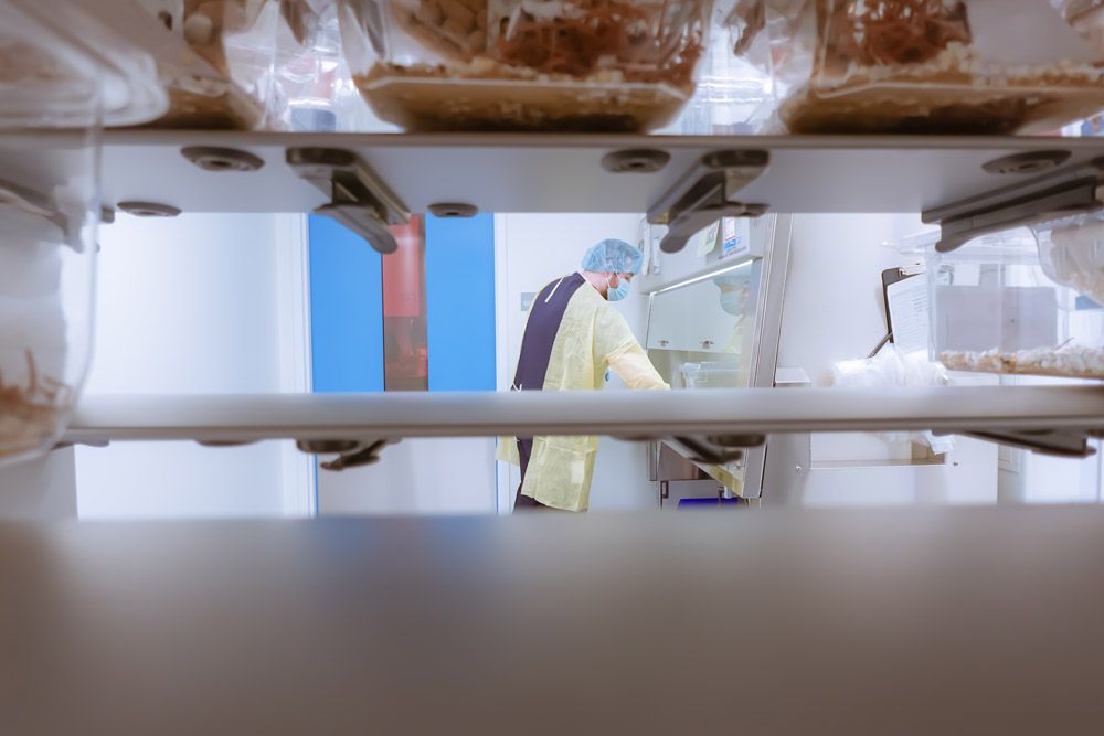 preclinical-rodent-studies