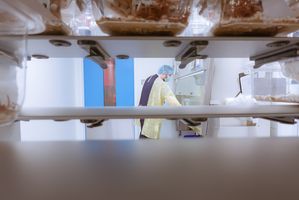 preclinical-rodent-studies