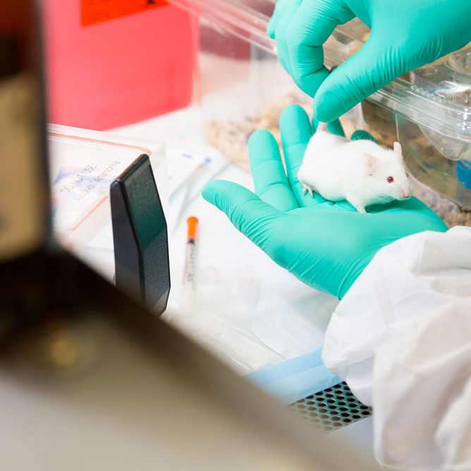 stock mouse in glove